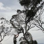 yrtleford - Avventura con il 4x4 sul mt. buffalo national park.